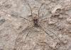 Dasylobus sp.